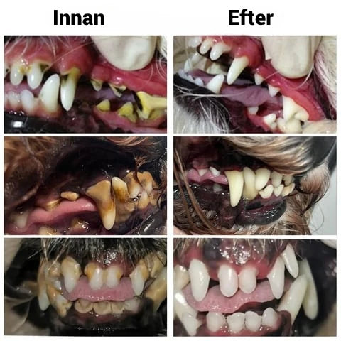 DentiPet
