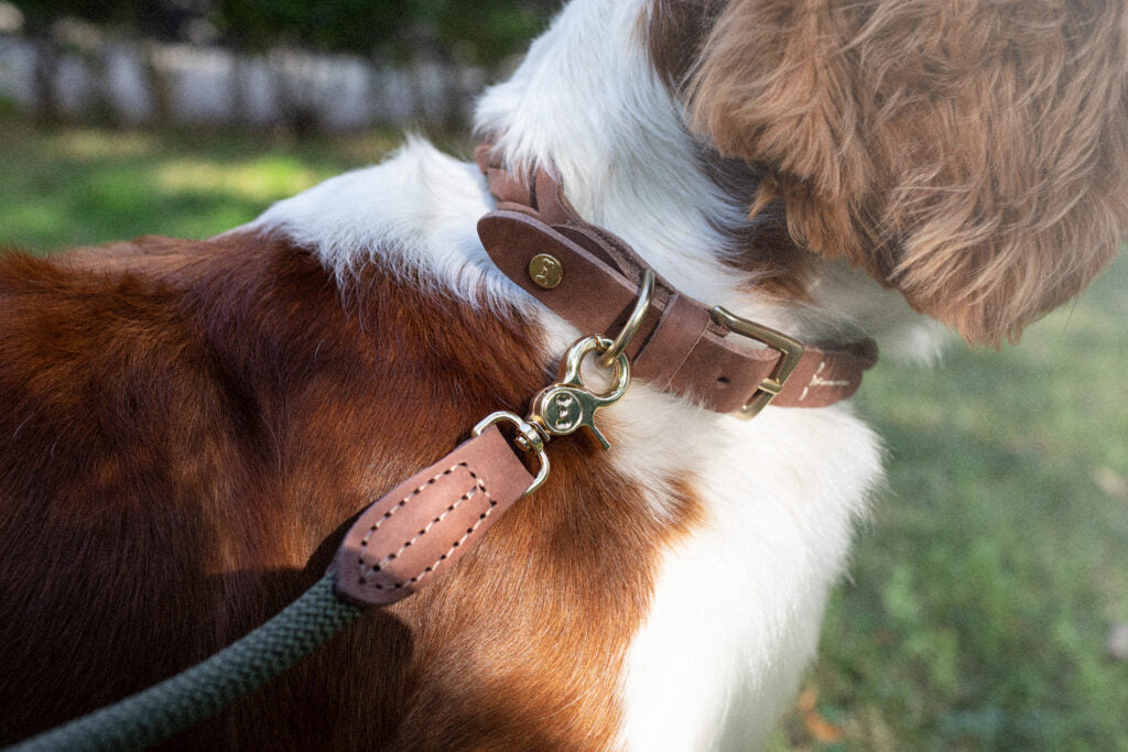 Hundkoppel Torekov Shimmer Green – Denjo Dogs